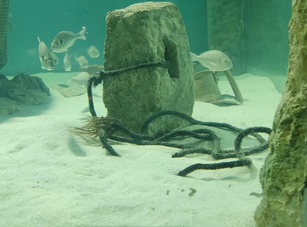 Egnazia foto acquario